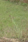 Caucasian bluestem